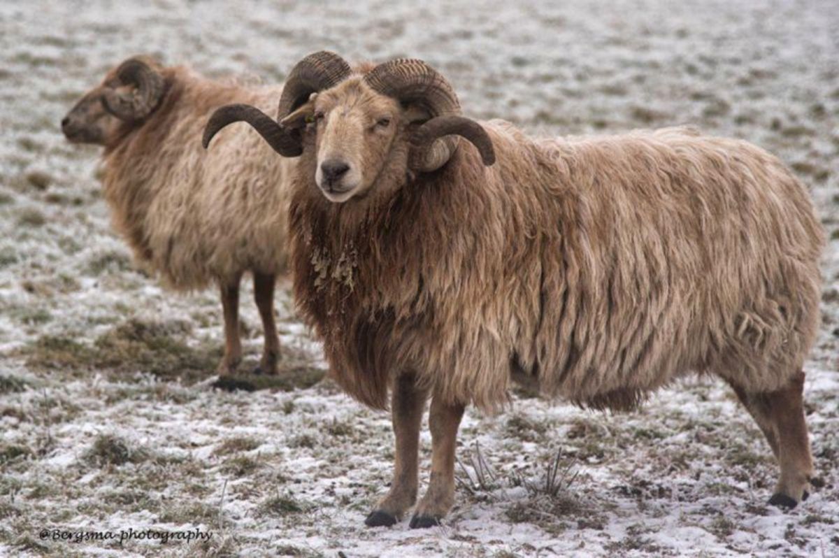 ram-winterbeeld