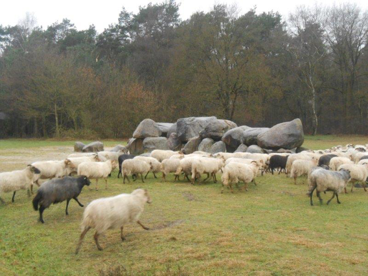 Afbeelding11
