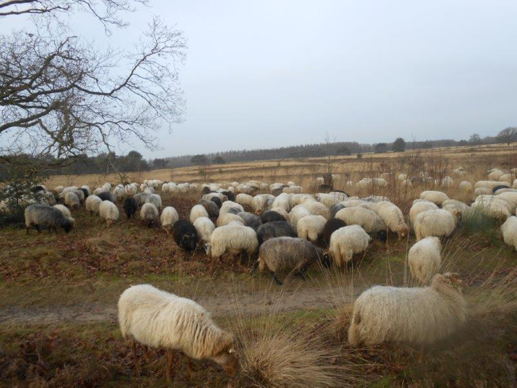 Afbeelding15