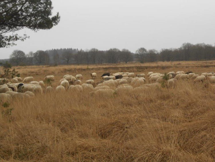 Afbeelding16