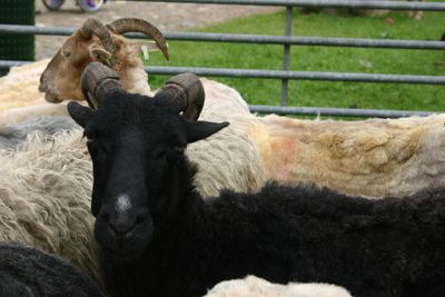 schapenscheren11m