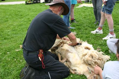 schapenscheren8m