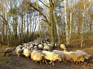winterwandeling5k