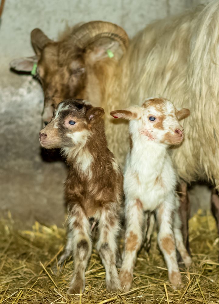 eerste-lammetjes-5