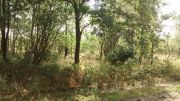 IMG0778